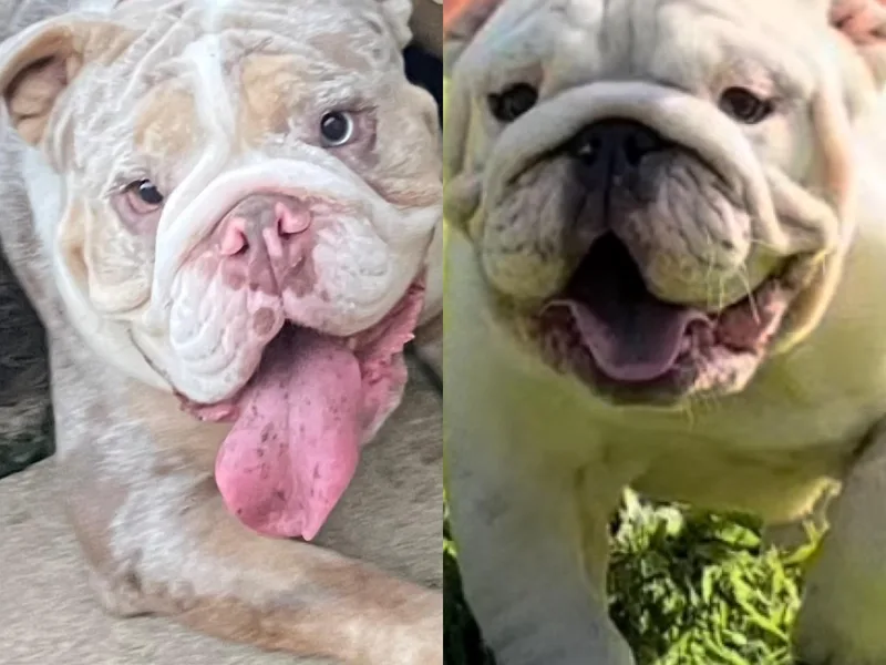 Marin Bulldog