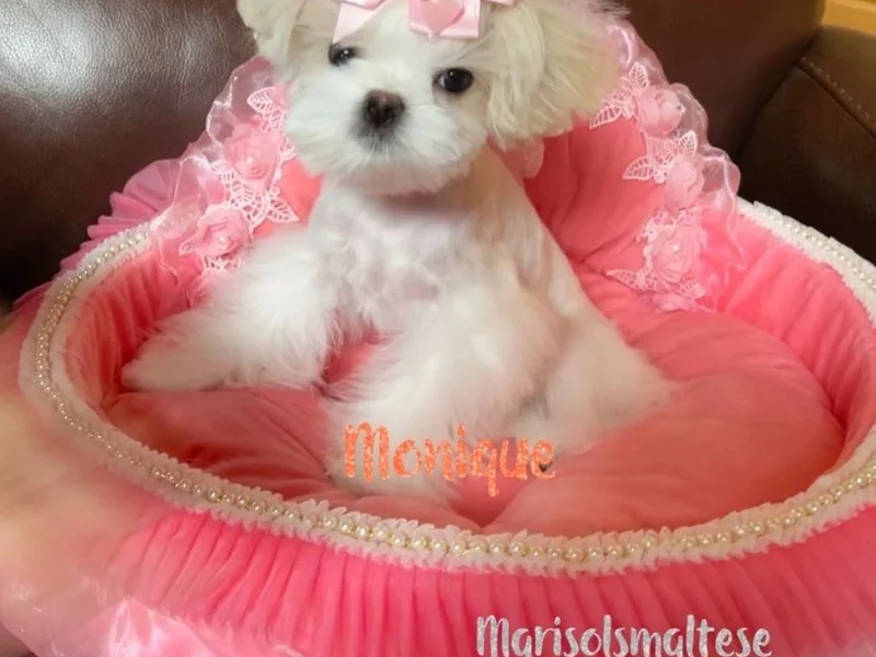 Marisol’s Maltese