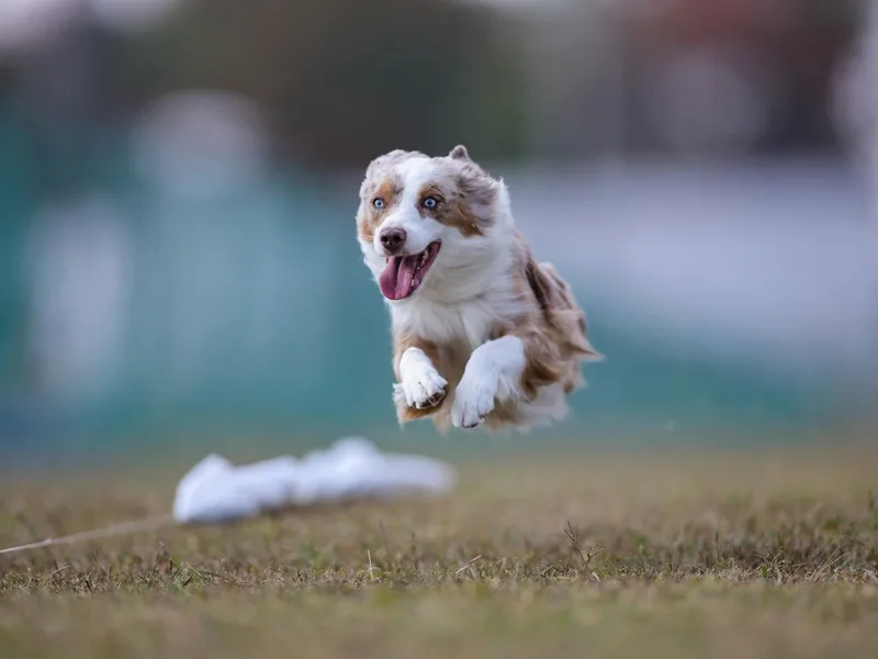 MarLoWin Miniature American Shepherds