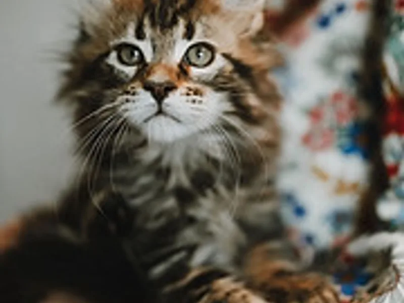 Marne River Maine Coons
