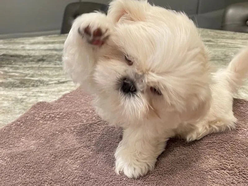 MarQue Florida Shih Tzu