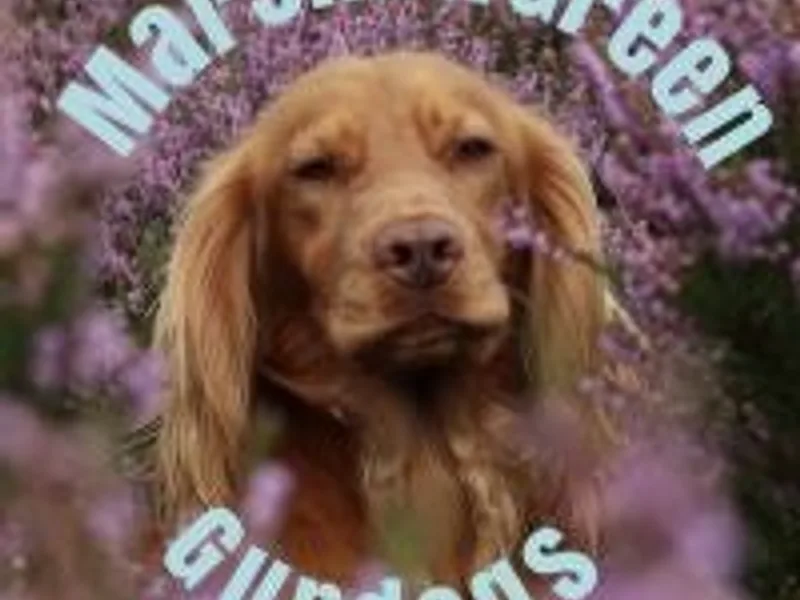 MarshawGreen gundogs photo 1