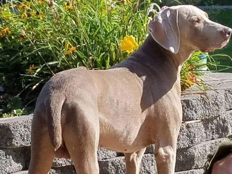 Maverick's Night Weimaraners