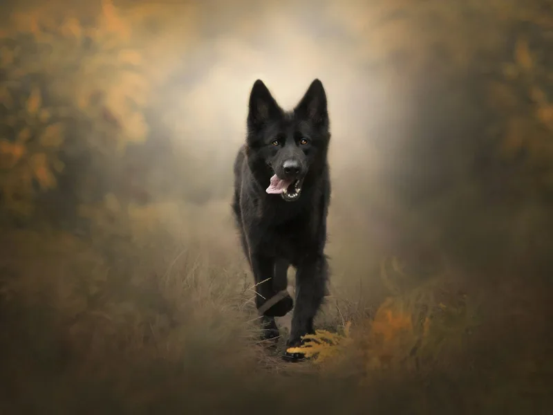 Mayhew German Shepherds