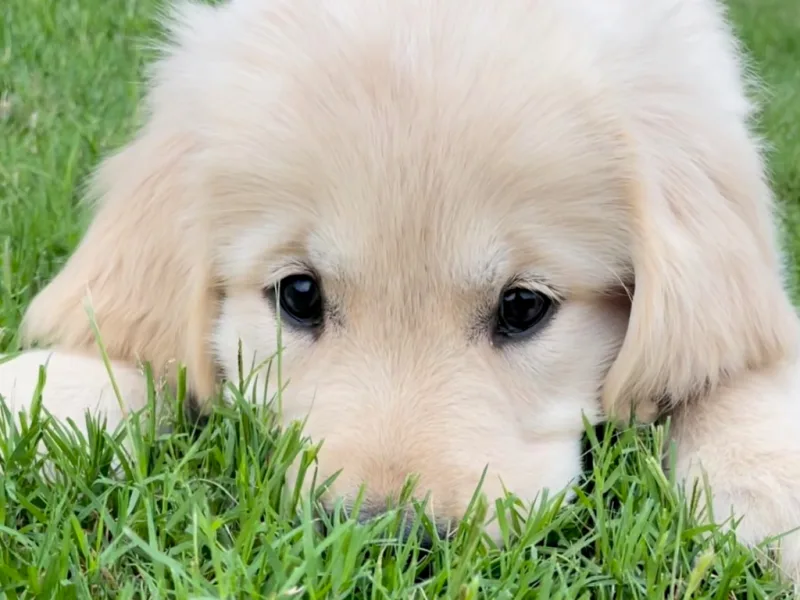 Mckinney Golden Retrievers