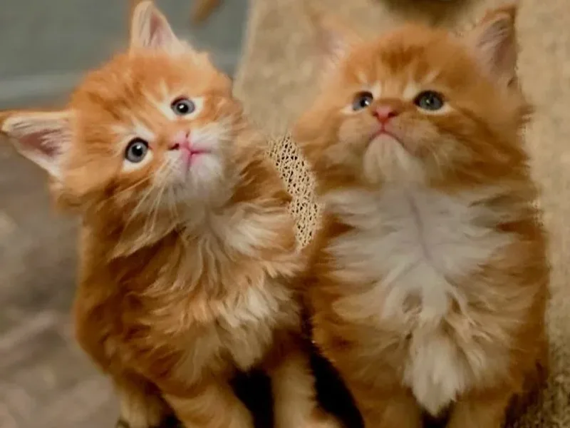 Meow Meadow Maine Coons