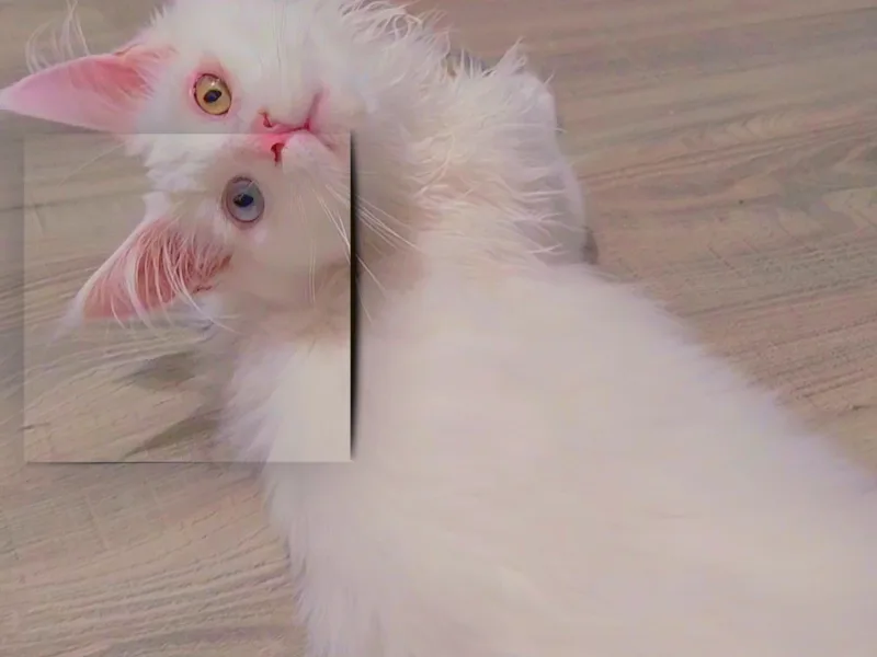 MeowjesticMaine