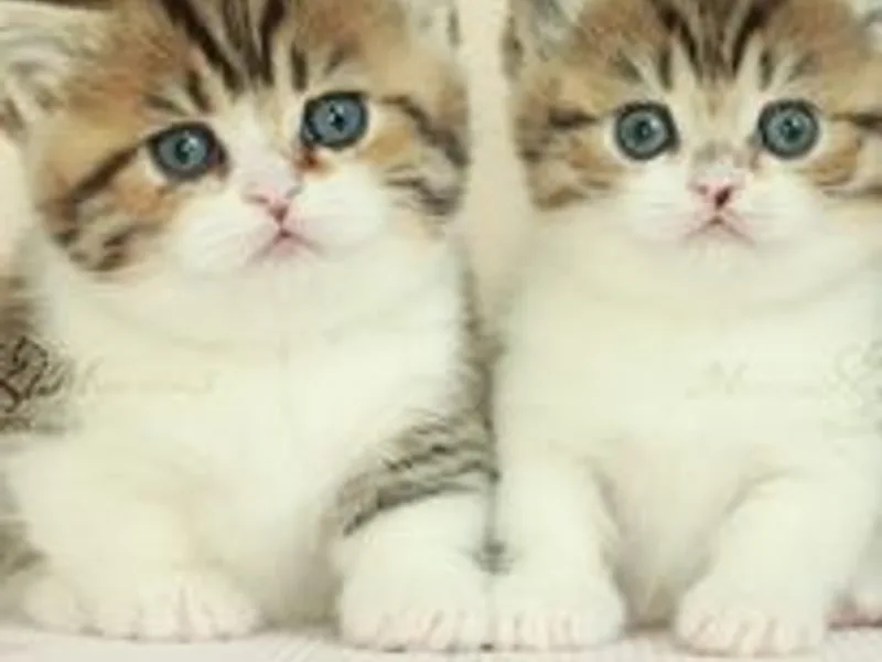 MeowtainMnchkin
