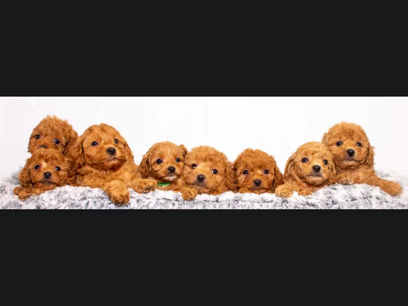 Merlesque Poodles photo 1