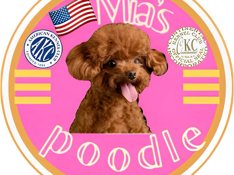 Mias poodle