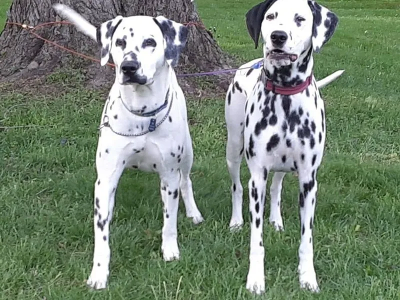 Mid-Michigan Dalmatians