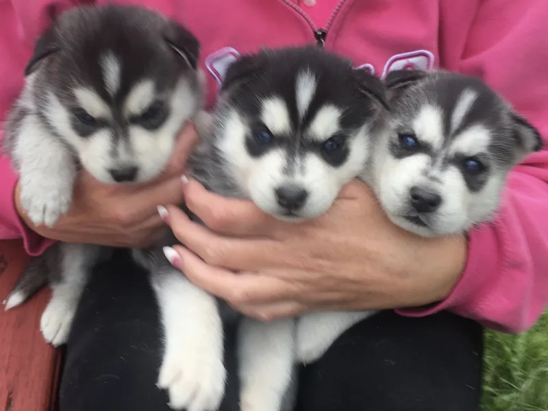 Midwest Country Siberians Inc.