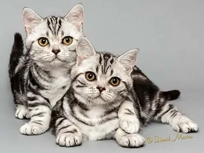 Milla’s Kats photo 1