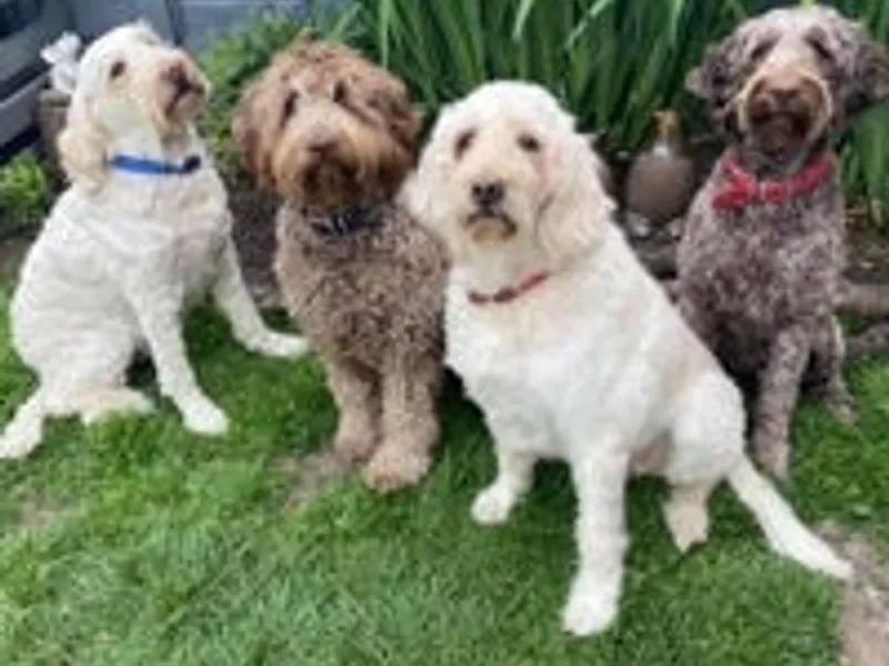 Millers Labradoodles photo 1
