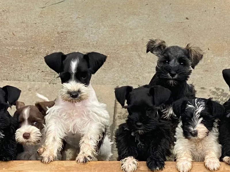 Mini Schnauzers of Delaware