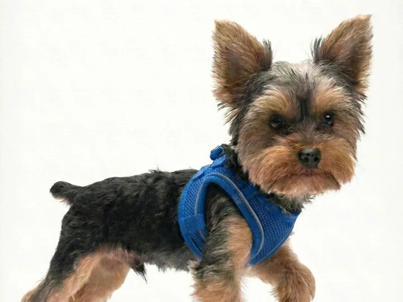 MissD'z Yorkies