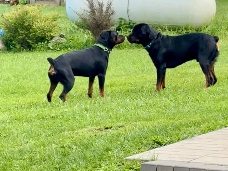 MnkRotties