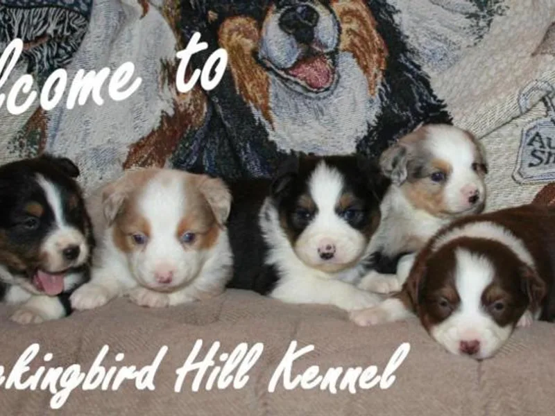 Mockingbird Hill Kennel