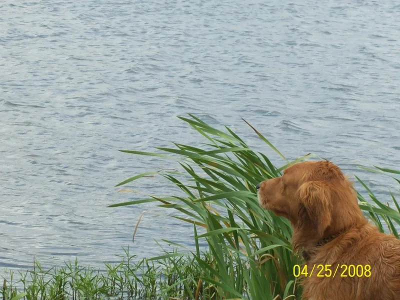 Moe's Goldens & HavAntics Havanese