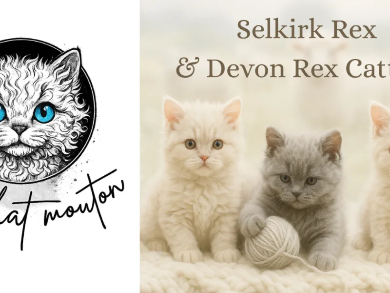 Mon Chat Mouton photo 1