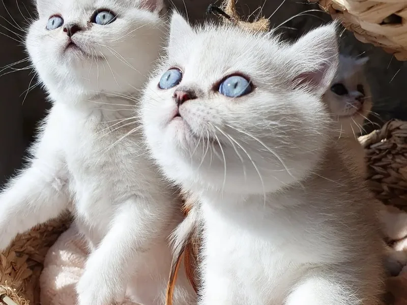 @Monlightcattery  photo 1