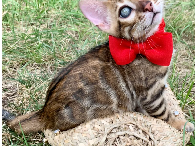 Moondustbengal