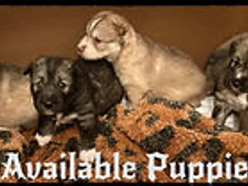 Moonlight Howl Huskies