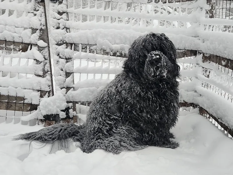 Moore Family Newfoundlands and More