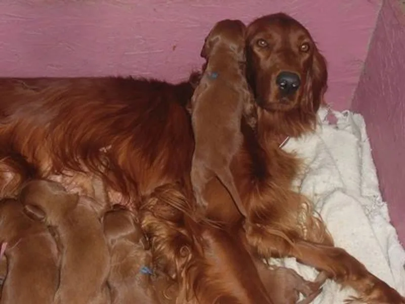 Motley Acres Farm & Kennel PA license K2- 8953