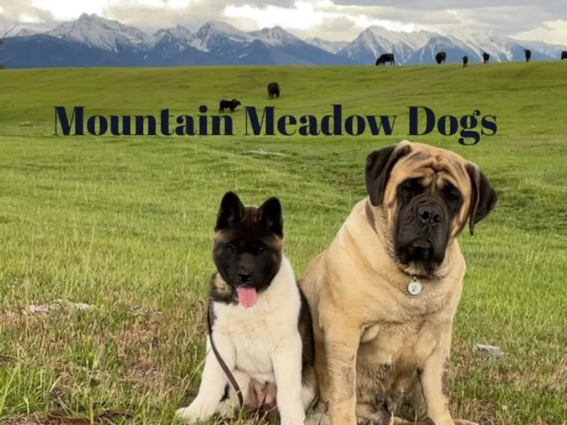 Mountain Meadow Mastiffs