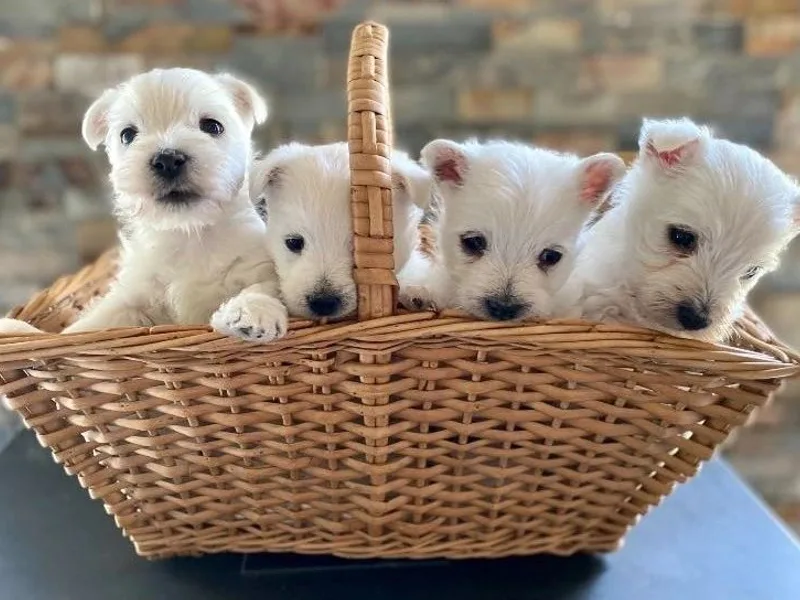 Mountain Thyme Westies
