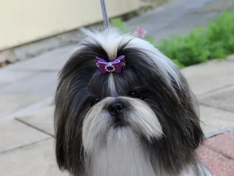  Mr Dennis Smith photo 1