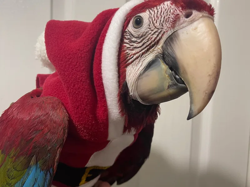 Mr Macaws  photo 1
