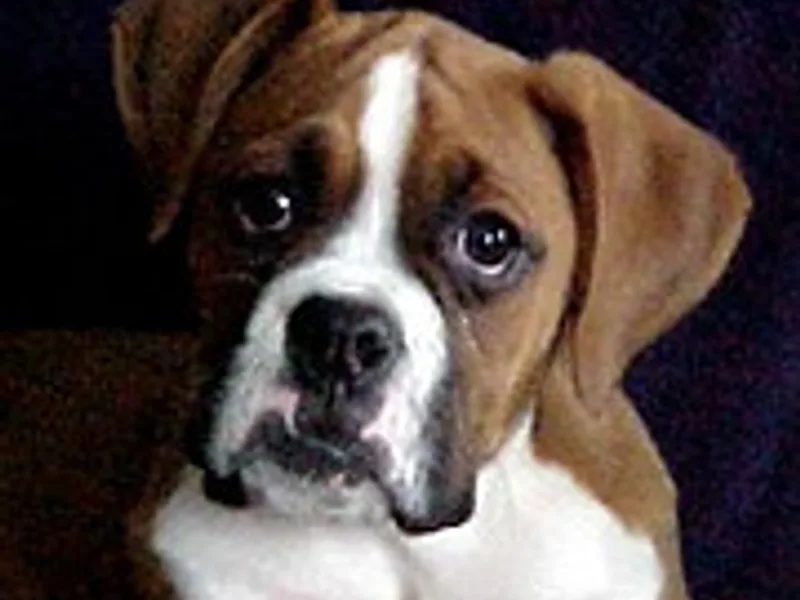 my boxer puppy
