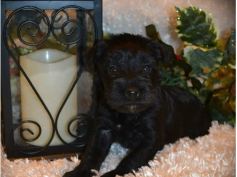 My Lovable Schnauzers