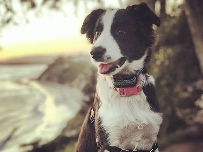 Myers Westside Collies
