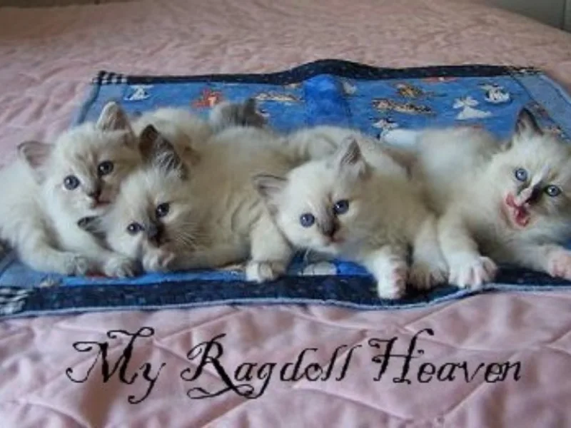 Myragdollheaven