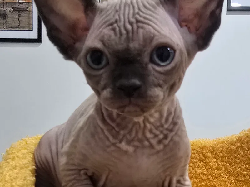 Mysterycat