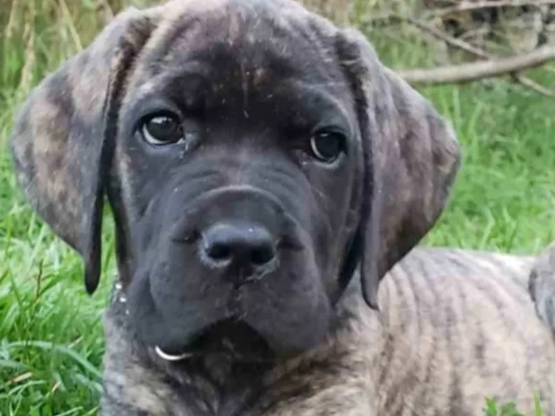 Mystic Mountain Cane Corso