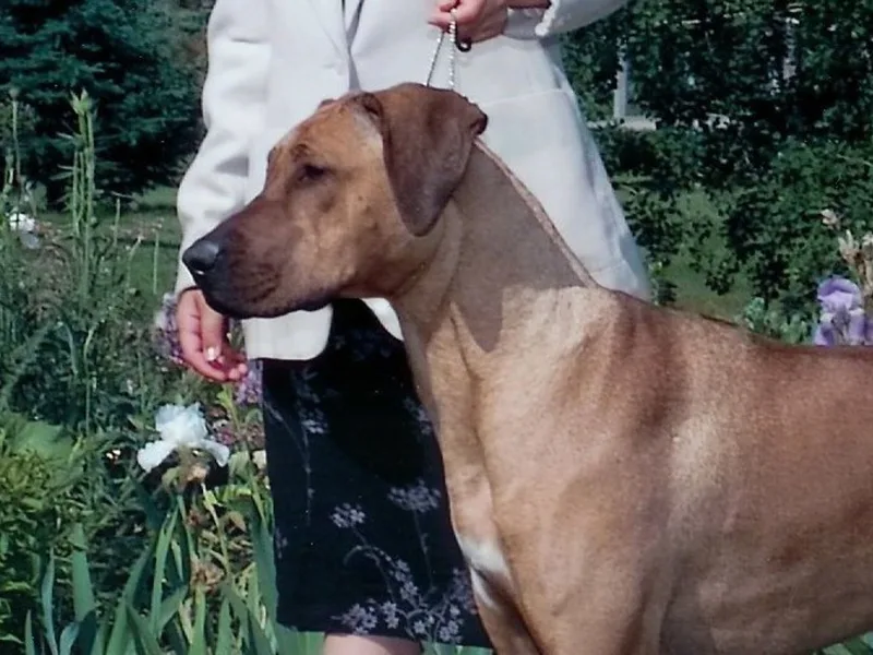 Najahari Rhodesian Ridgebacks & Amarna-Ra Pharaoh Hounds