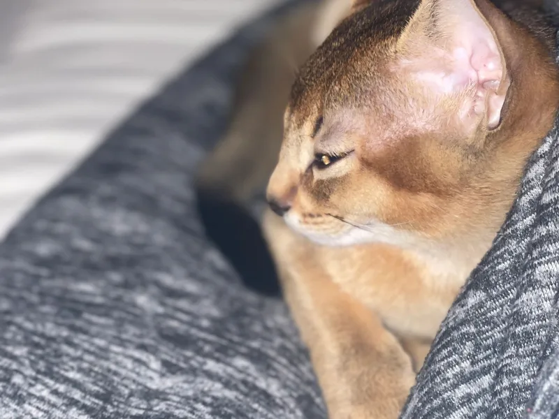 Nataliesabycat photo 1