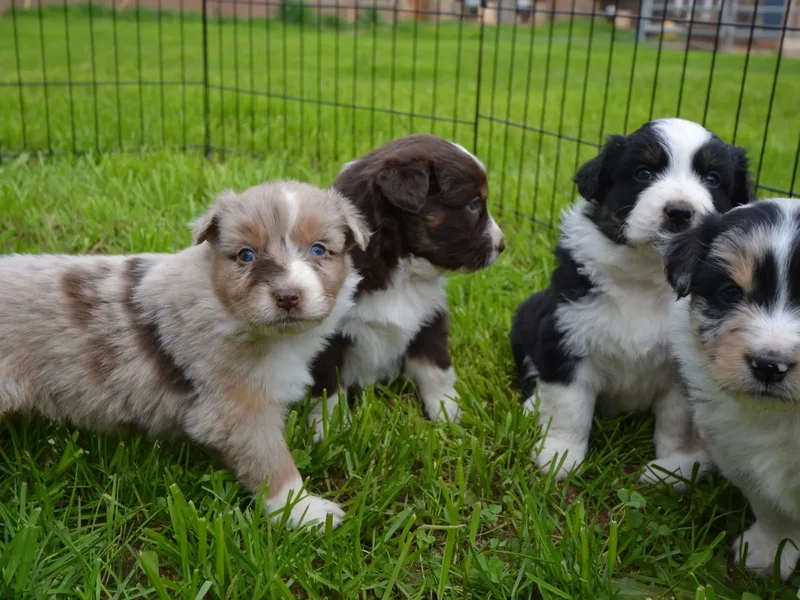 Navas Ranch Aussies
