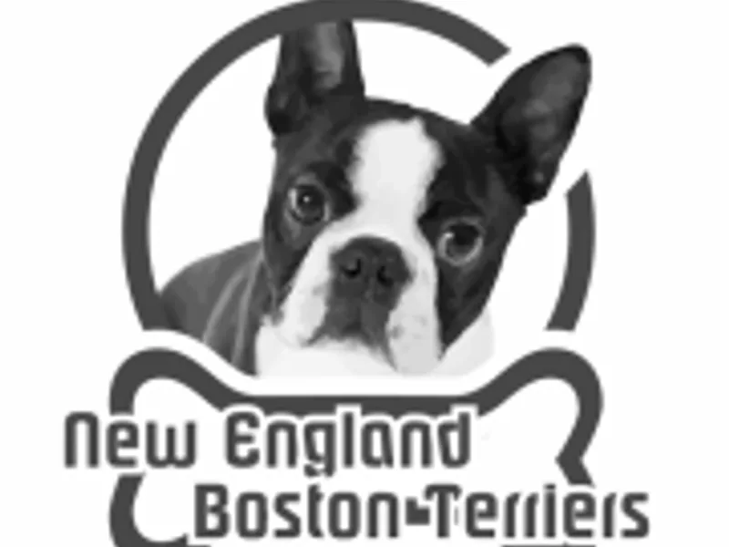 New England Boston Terriers