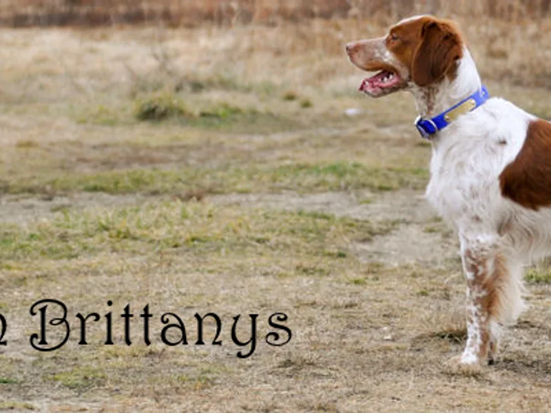 New Horizon Brittanys