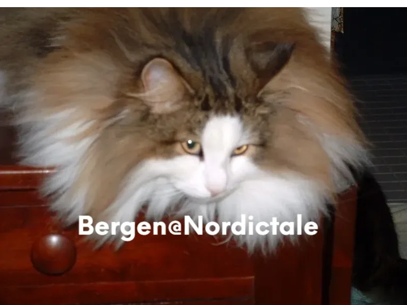 Nordictale photo 1