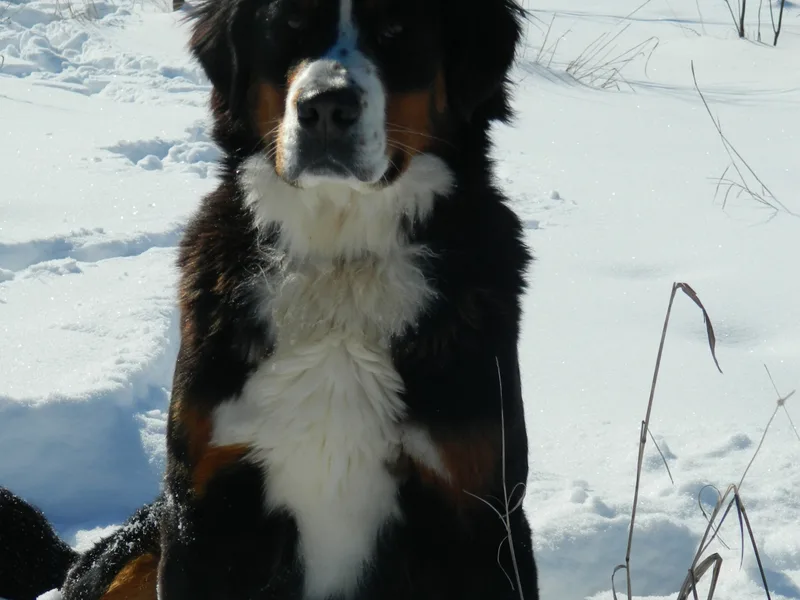 North Country Berners