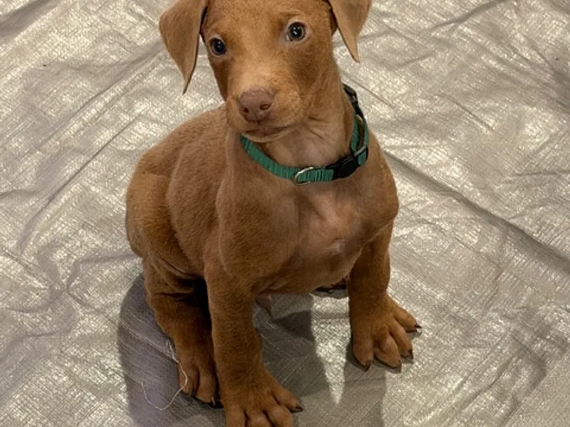 North West Doberman Pinschers