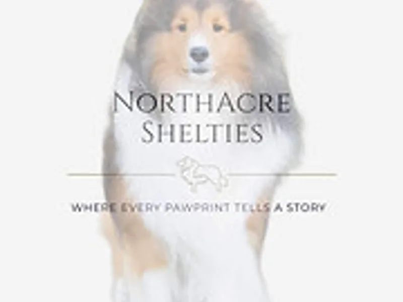 NorthAcre Shelties