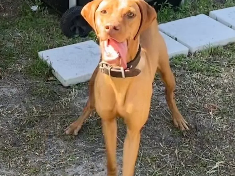 Northeast Florida Vizslas