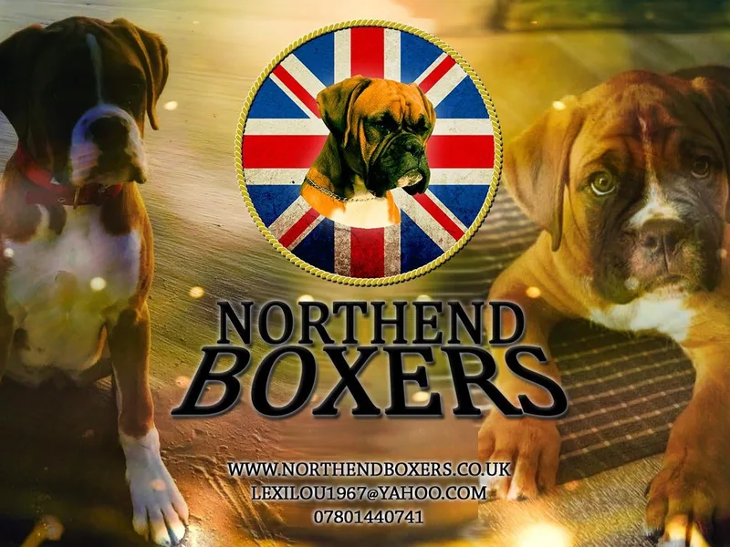 Northendboxers photo 1